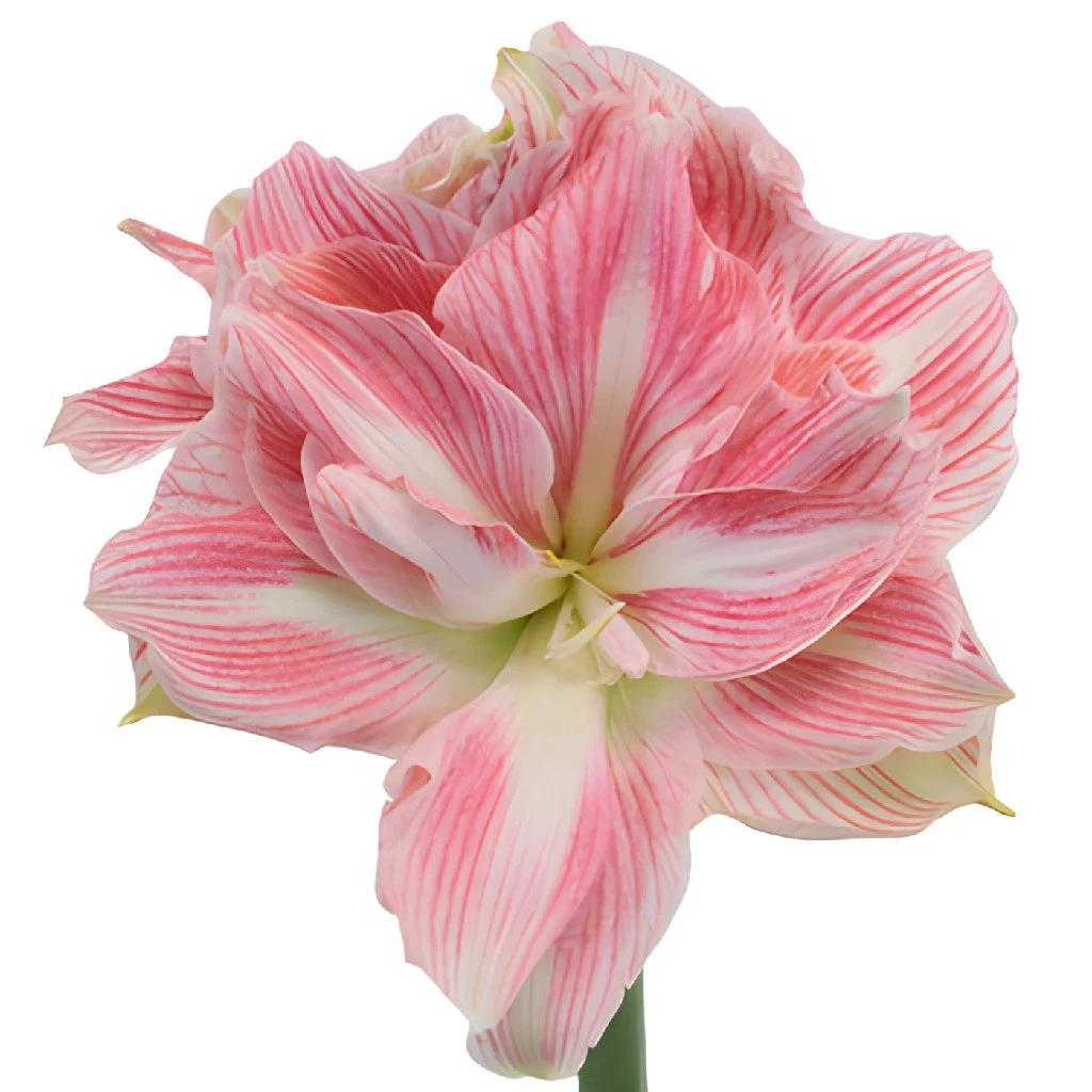 Candy Pink Amaryllis Flower 1 Candy Pink Amaryllis Flower