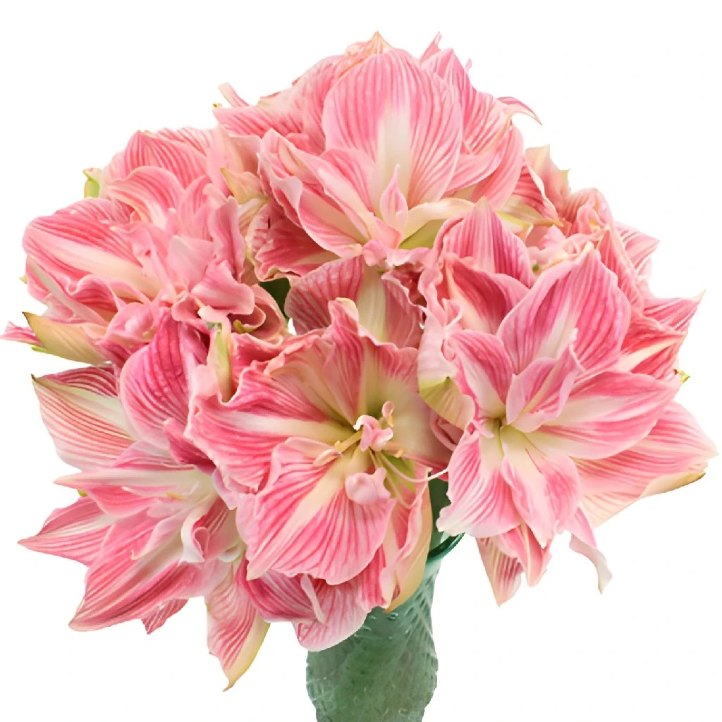 Candy Pink Amaryllis Flower 2 Candy Pink Amaryllis Flower - Image 2