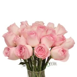 Sweet Akito Light Pink Rose 7 Sweet Akito Light Pink Rose -Garden of Petals Sweet Akito Pink Rose Bunch 350 1a31ce5d
