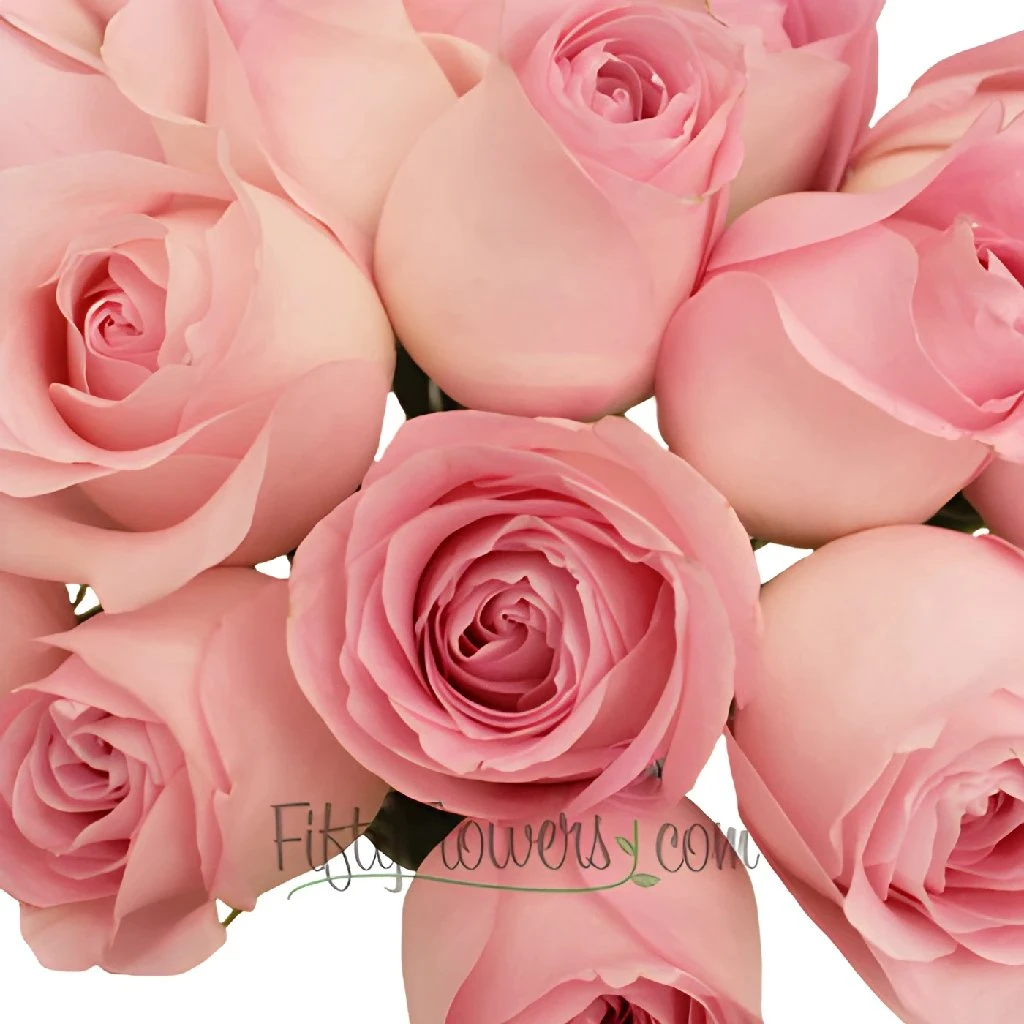 Sweet Akito Light Pink Rose 1 Sweet Akito Light Pink Rose