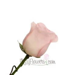 Sweet Akito Light Pink Rose 6 Sweet Akito Light Pink Rose -Garden of Petals Sweet Akito Pink Rose Side 350 1985b531