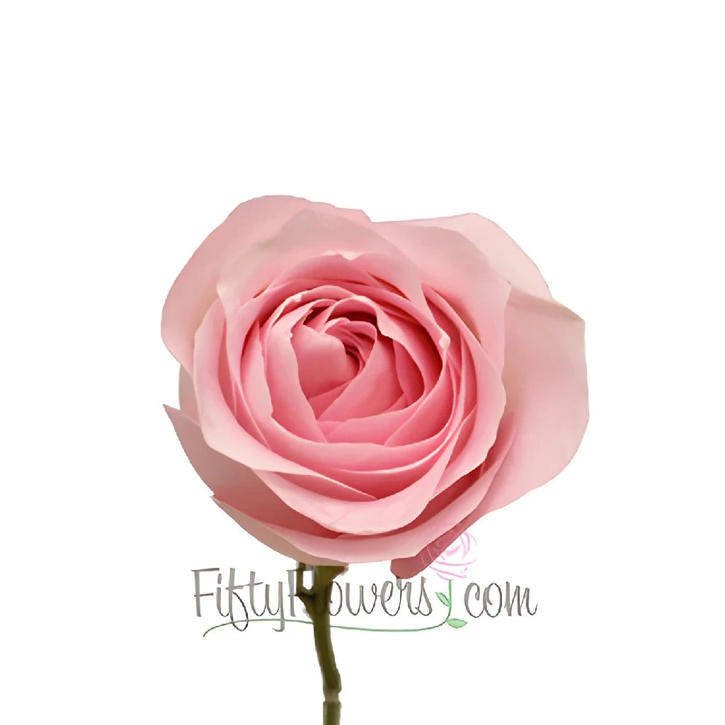 Sweet Akito Light Pink Rose 2 Sweet Akito Light Pink Rose - Image 2
