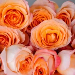 Coral Passion Rose -Garden of Petals Tangerine Dream Coral Reef Rose Lay 350 5976a942