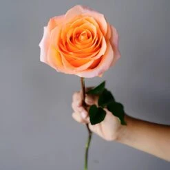 Coral Passion Rose -Garden of Petals Tangerine Dream Coral Reef Rose Stem in hand 350 627ba911