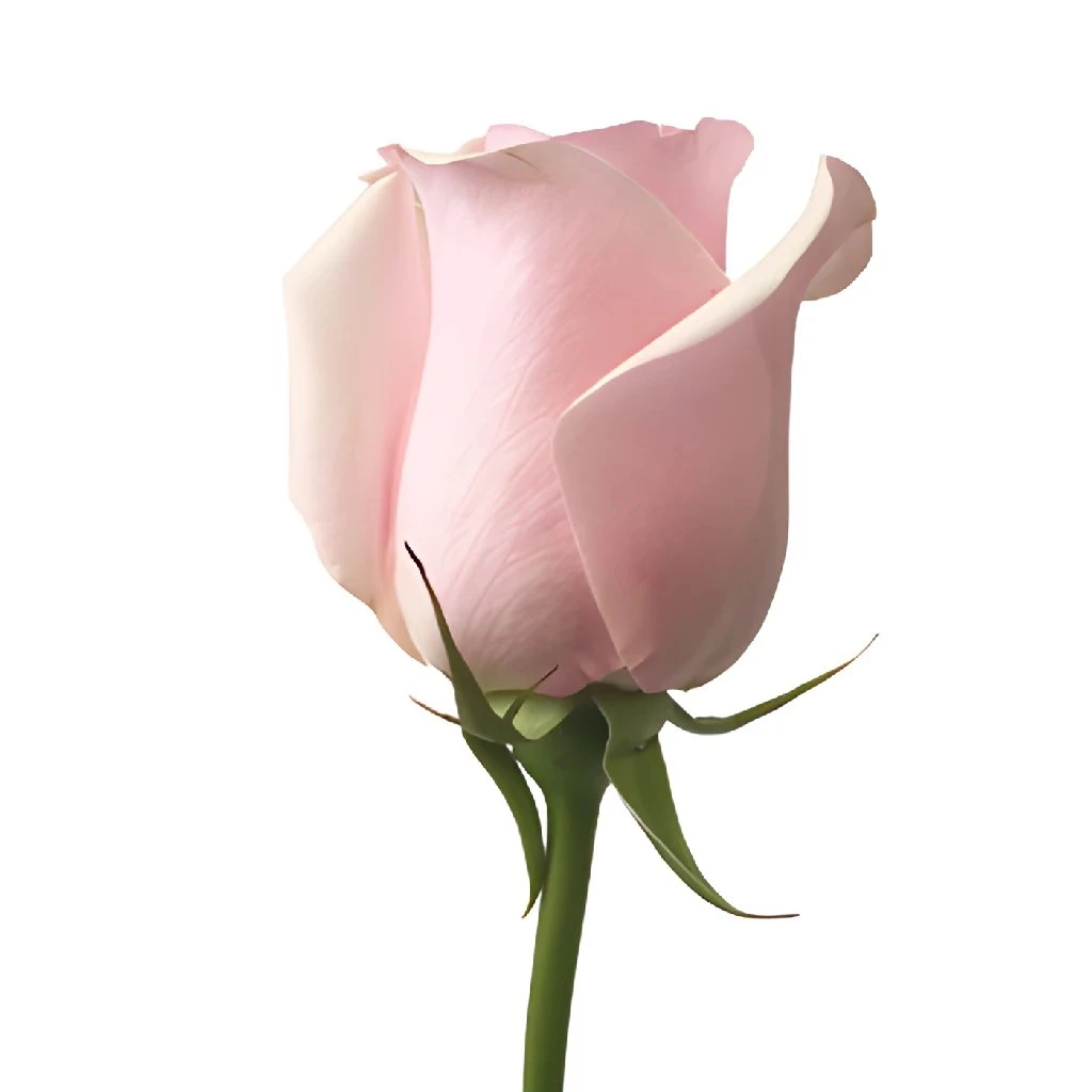 Titanic Light Pink Rose - Image 4
