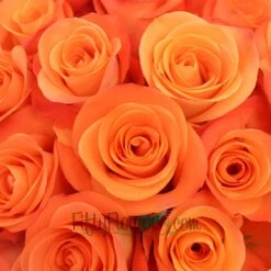 Tropical Amazon Orange Rose