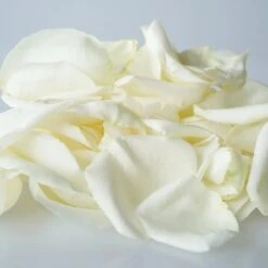 White Rose Petals -Garden of Petals White Rose Petals Pile HR 2000 56a9edc3 d31214d6 75d4 453c 8c8e c7e5285747d2