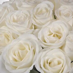 White Tibet Rose