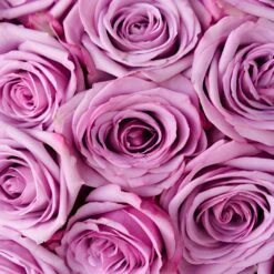 Cool Water Lavender Rose