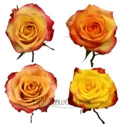 Yellow With Red Edge Roses