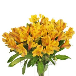 Yellow Peach Peruvian Lilies -Garden of Petals alstroemeria yellow peach wedding flowers online 2 4543 l ac387a2e e35f 41f1 acda bb2bbbc45d83