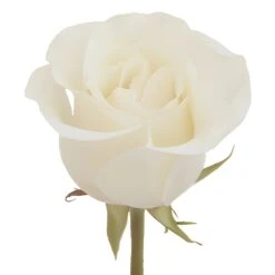 Amelia Creamy White Rose -Garden of Petals amelia stem 350 339a36d7 bc828f2d 1fcc 4c78 abac 6229f330392e