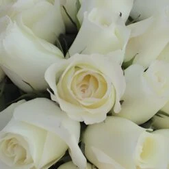 Anastasia White Rose