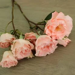 Anastasia Pink Spray Roses -Garden of Petals anastasia pink spray Rose Bunch 23 8979 l