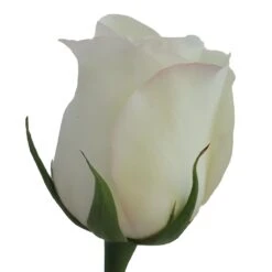 Anastasia White Rose -Garden of Petals anastasia stem 350 4a795cc0