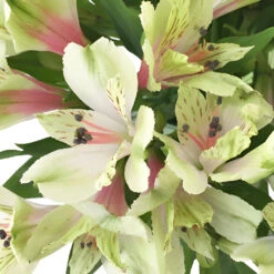 Antique Blush Alstroemeria Flower