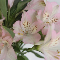 Baby Pink Peruvian Lilies