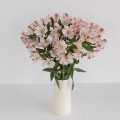 Baby Pink Peruvian Lilies 6 Baby Pink Peruvian Lilies -Garden of Petals baby pink peruvian lilies wholesale flowers vase ea794