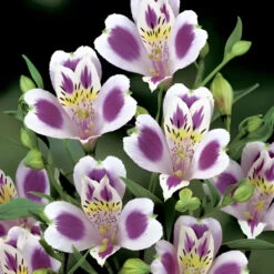 Bicolor White And Purple Alstroemeria