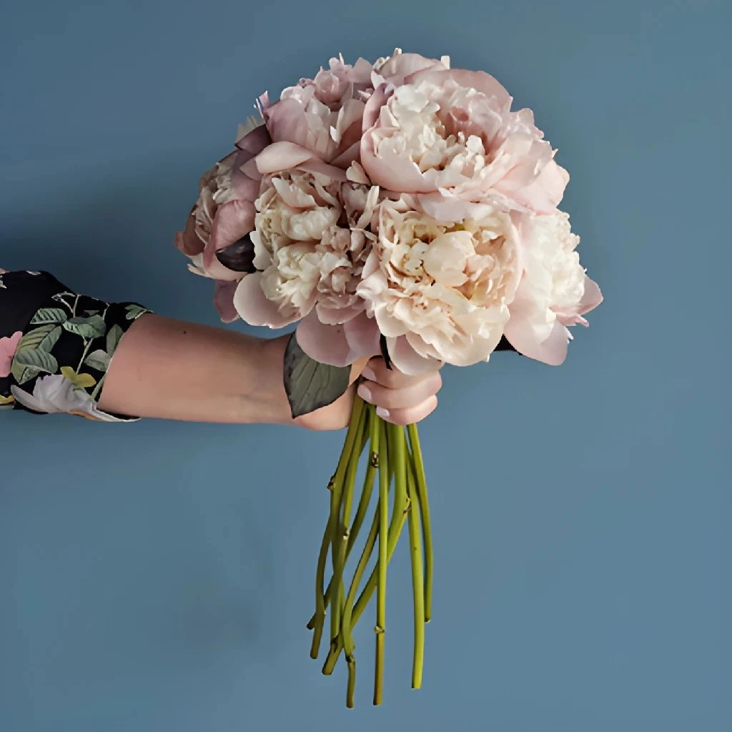 Blush Brownie Peony For July Delivery 4 Blush Brownie Peony For July Delivery - Image 4