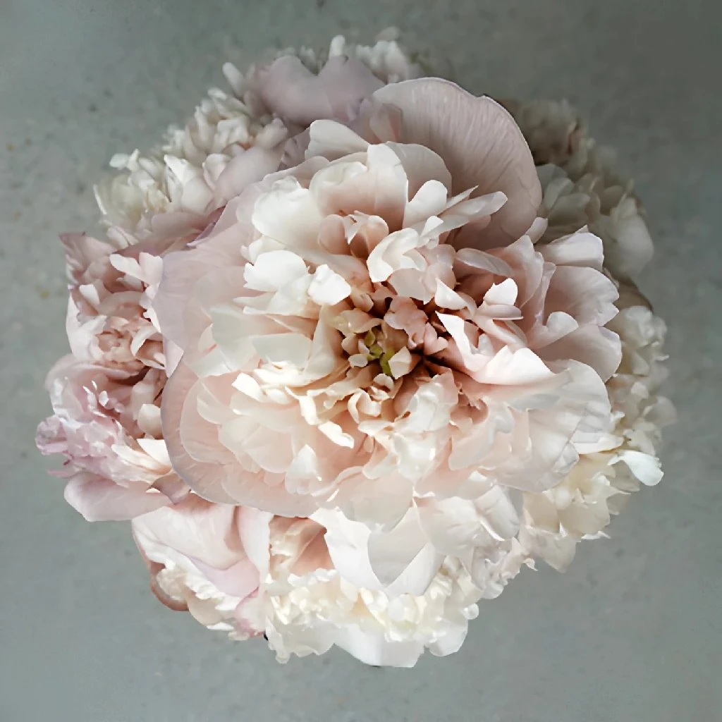 Blush Brownie Peony For July Delivery 3 Blush Brownie Peony For July Delivery - Image 3