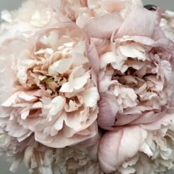 Blush Brownie Peony May Delivery