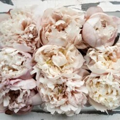 Blush Brownie Peony For July Delivery 9 Blush Brownie Peony For July Delivery -Garden of Petals blush brownie peonies wedding bouquet idea 24 8623 l cc86ce08 521c 4449 bfdc cb9d0f030738