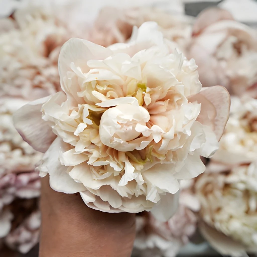 Blush Brownie Peony For July Delivery 2 Blush Brownie Peony For July Delivery - Image 2