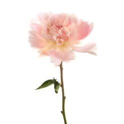 Alertie Peonies For May Delivery 9 Alertie Peonies For May Delivery -Garden of Petals blush pink alertie peonies online for weddings 34 6403 l