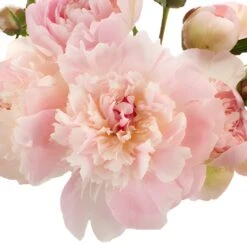 Alertie Peonies For April Delivery -Garden of Petals blush pink alertie peonies online 90 6380 l 2a342c32 d7a0 46ea b11b f0f44b703845