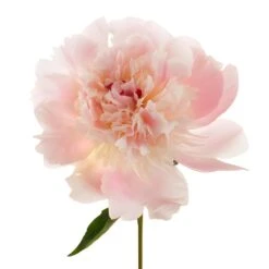 Alertie Peonies For May Delivery 10 Alertie Peonies For May Delivery -Garden of Petals blush pink alertie peony online 94 6403 l