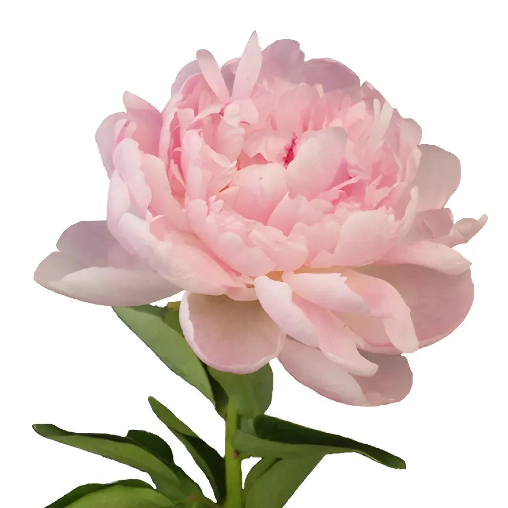 Blush Pink Peonies Flower June Delivery 2 Blush Pink Peonies Flower June Delivery - Image 2