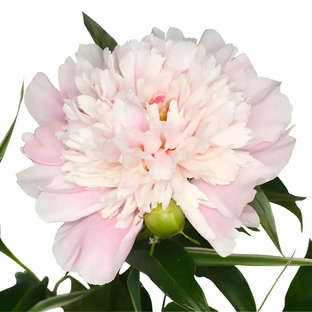 Blush Pink Peonies Flower June Delivery 3 Blush Pink Peonies Flower June Delivery - Image 3