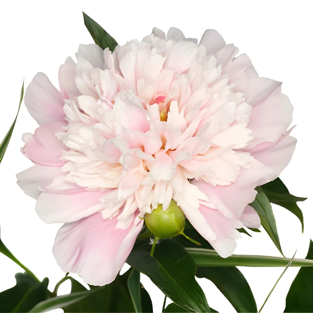Blush Peonies Flower March Delivery 1 Blush Peonies Flower March Delivery