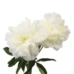 Bowl Of Cream Peonies For April Delivery 8 Bowl Of Cream Peonies For April Delivery -Garden of Petals bowl of cream peonies wedding bouquet idea 13 6430 l