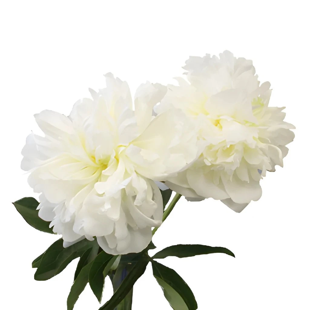 Bowl Of Cream Peonies For April Delivery 4 Bowl Of Cream Peonies For April Delivery - Image 4