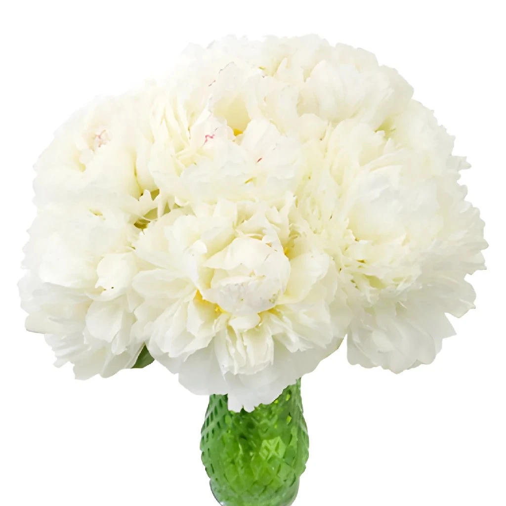 Bowl Of Cream Peonies For May Delivery 2 Bowl Of Cream Peonies For May Delivery - Image 2
