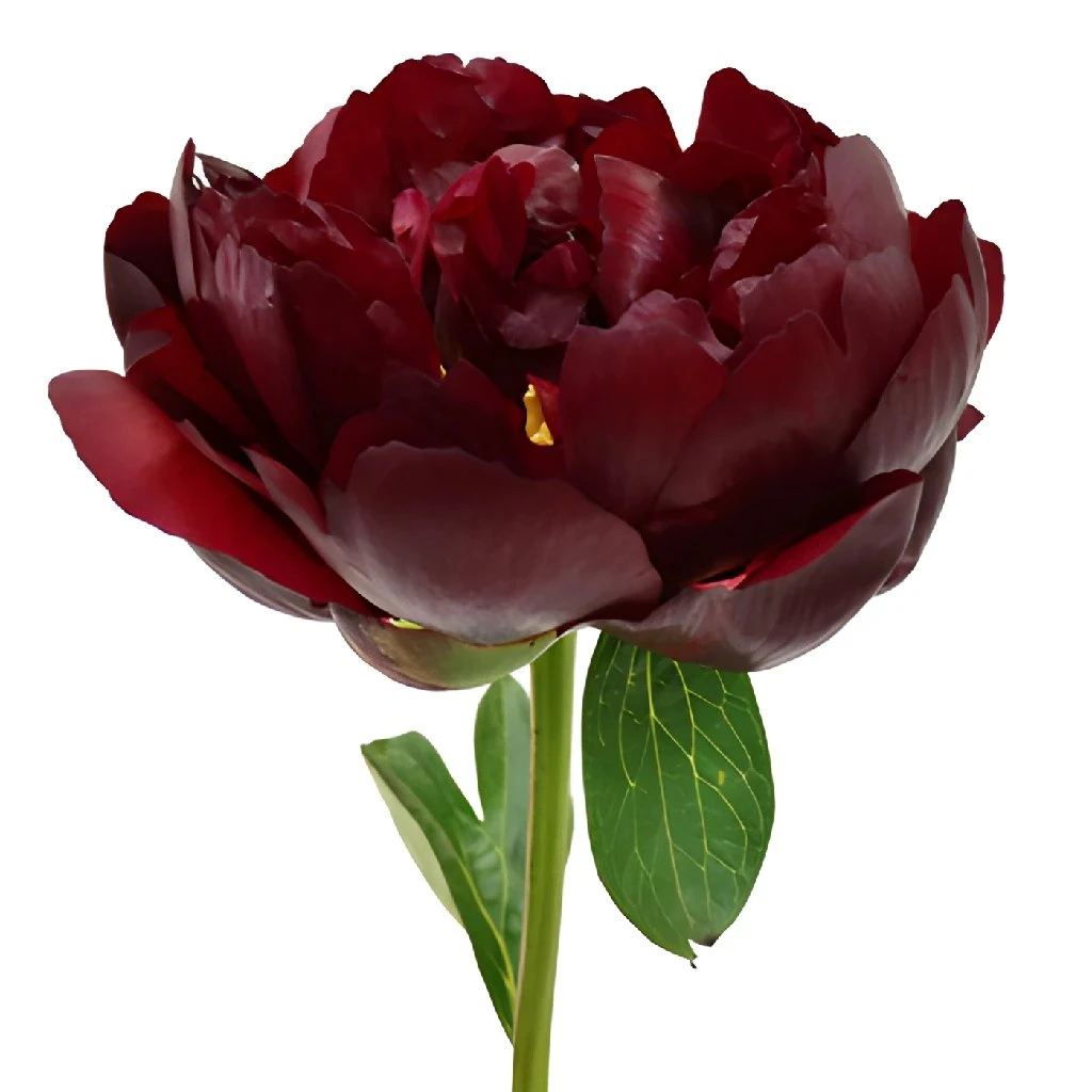 Burgundy Red Peony Flowers June Delivery 2 Burgundy Red Peony Flowers June Delivery - Image 2