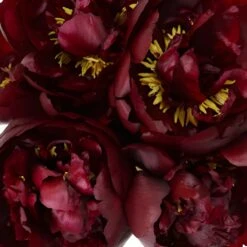 Burgundy Red Peony Flowers June Delivery 7 Burgundy Red Peony Flowers June Delivery -Garden of Petals buck eye belle burgundy peonies online 54 4629 l 6accdae9 8d89 4811 960a 6380e2420d1a