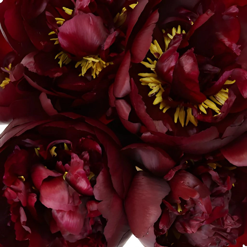 Burgundy Red Peony Flowers June Delivery 3 Burgundy Red Peony Flowers June Delivery - Image 3