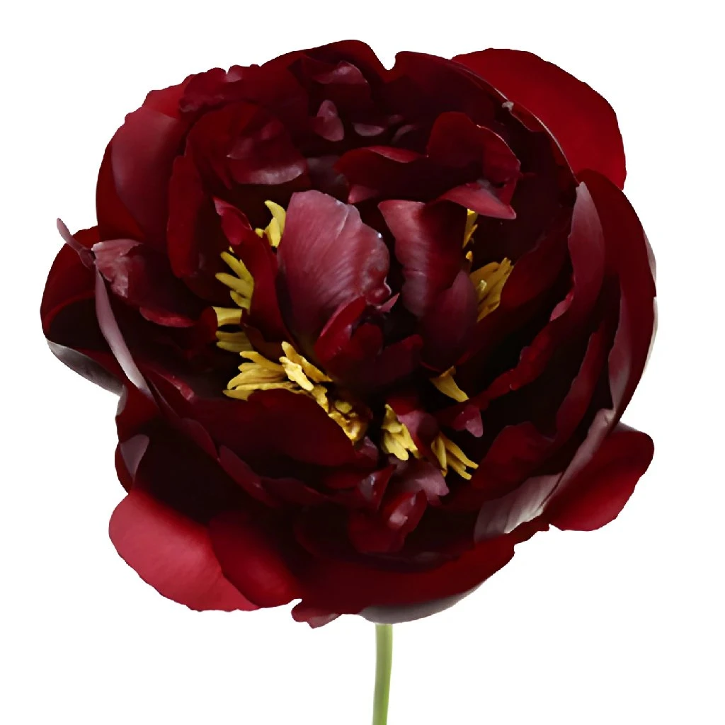 Burgundy Red Peony Flowers June Delivery 1 Burgundy Red Peony Flowers June Delivery