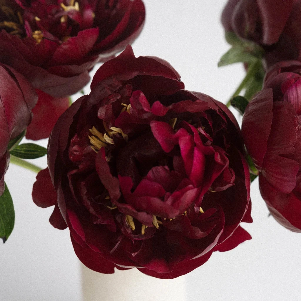 Buckeye Peonies For April Delivery 1 Buckeye Peonies For April Delivery