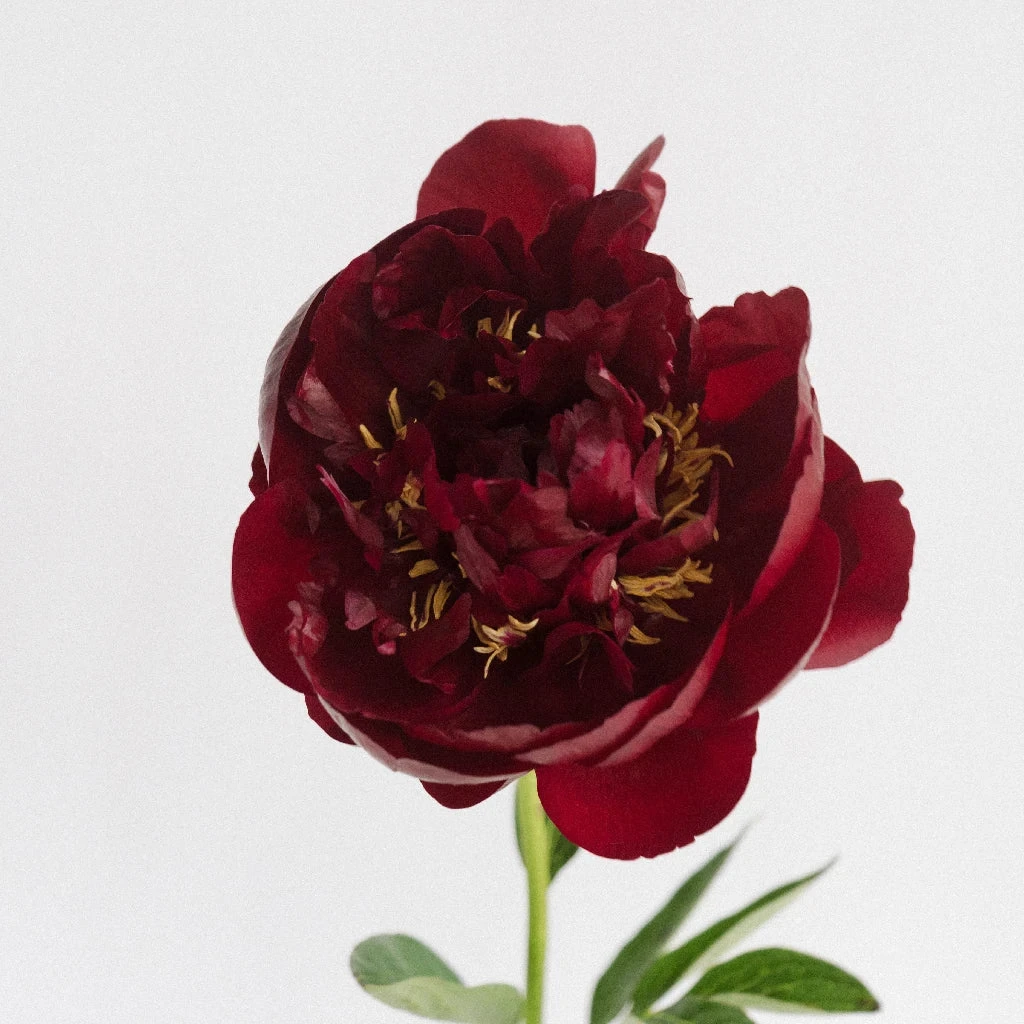 Buckeye Peonies For April Delivery 2 Buckeye Peonies For April Delivery - Image 2