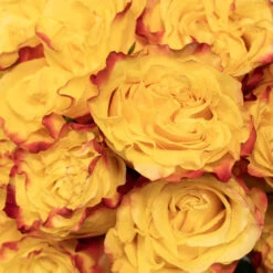 Burning Love Garden Rose