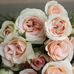 Creamy Pink Spray Roses