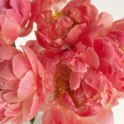 Coral Charm Peony For May