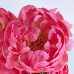 Coral Sunset Peony For May