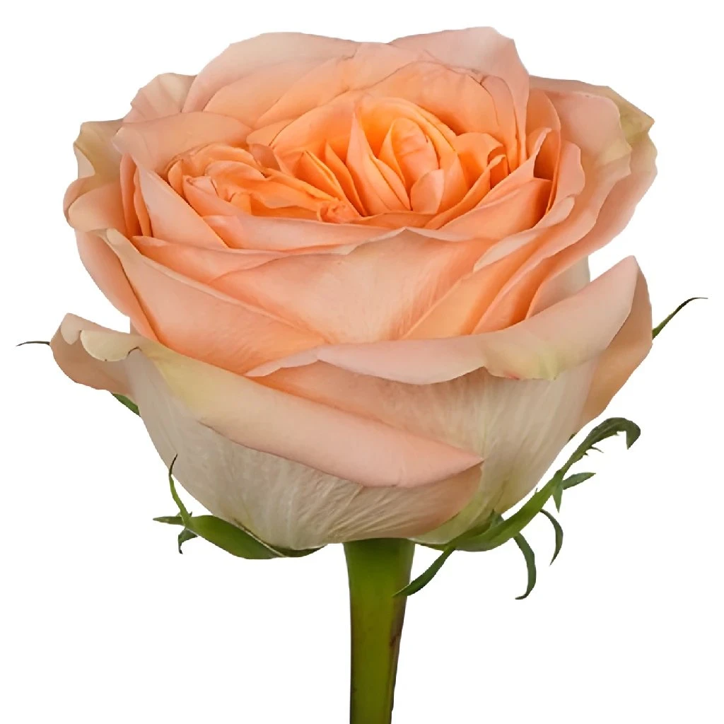 Country Home Garden Rose 2 Country Home Garden Rose - Image 2