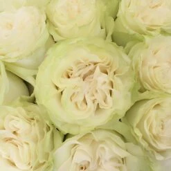 Creamy Ivory Garden Rose