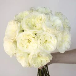 Creamy Ivory Peony Rose -Garden of Petals creamy ivory peony rose diy wedding bouquet 68 1748 l 55d80a61 4bd5 4ee8 8c35 c667291a3dde